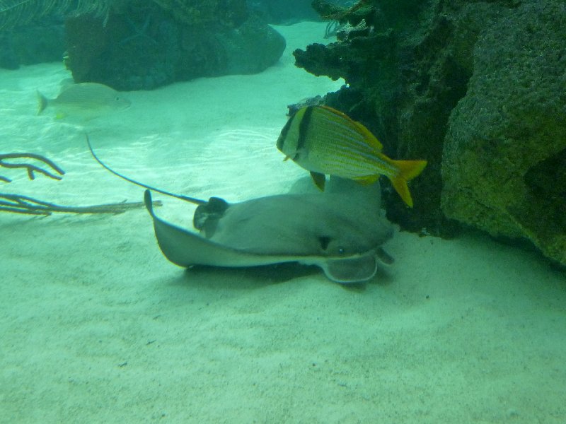 Cownose ray