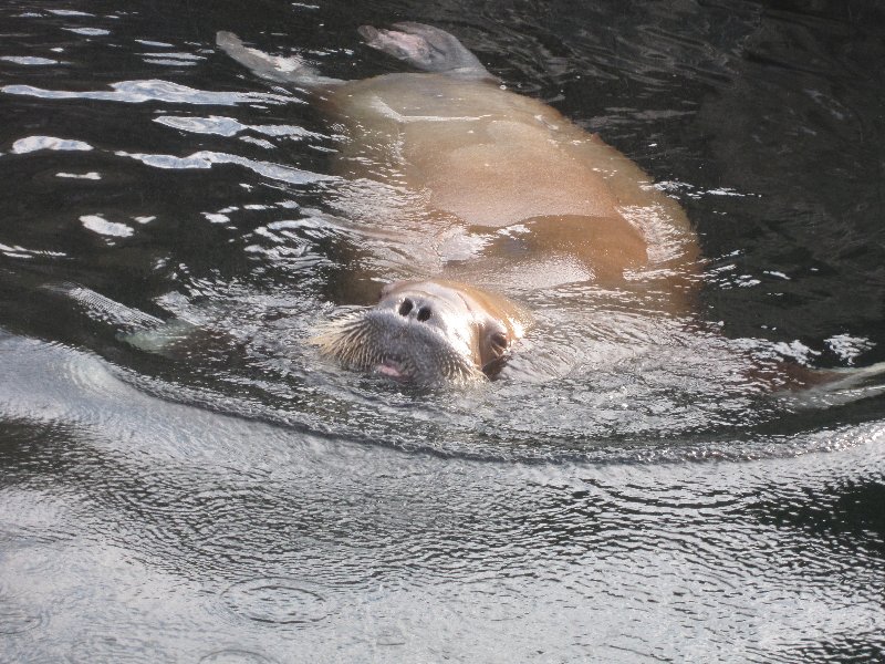 Pacific Walrus