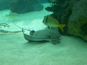 Cownose ray (January 2012) Cownose ray (January 2012)