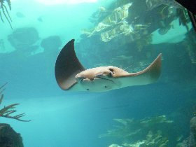 New York Aquarium (January 2012) New York Aquarium (January 2012)