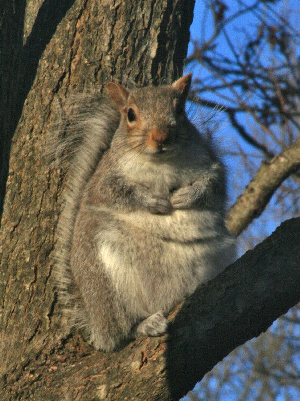 Vypasená veverička (Marec 2012)