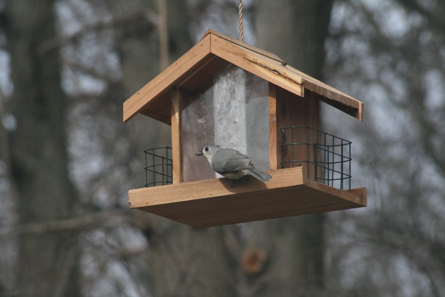 Today, I noticed the very first one on the feeder