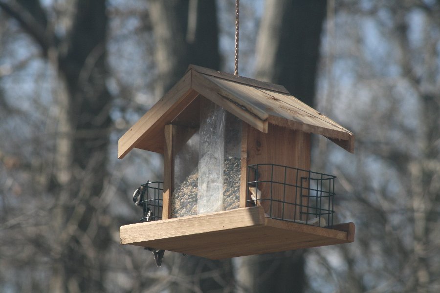 Bird feeder picture 29764