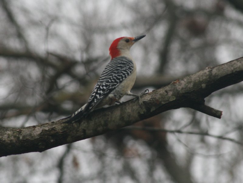 ...another visitor - a larger woodpecker