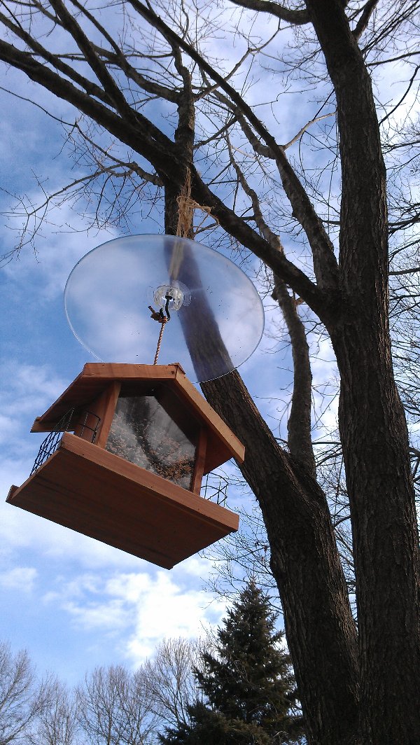 Bird feeder picture 29611