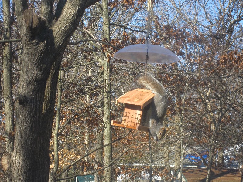 Bird feeder picture 29739