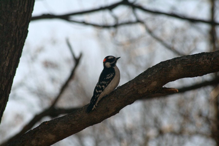 A woodpecker joined the feast