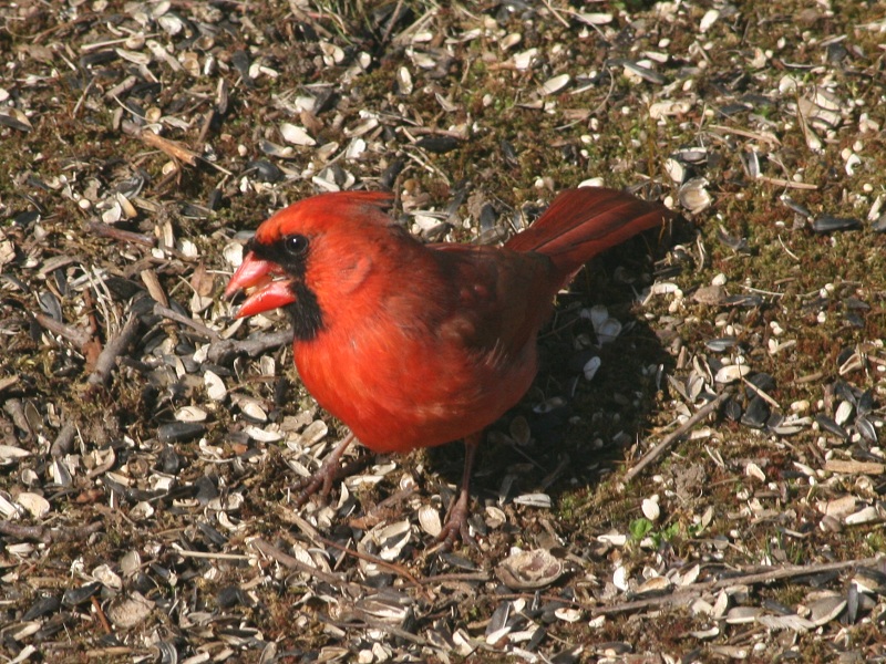 Northern Cardinal