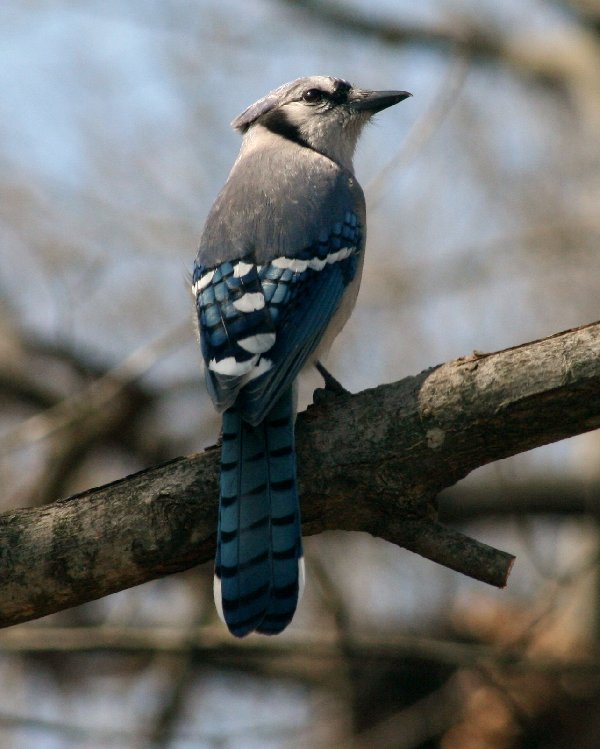 Blue Jay