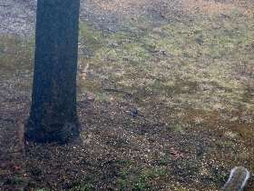 Today I noticed the first birds (March 2012) Today I noticed the first birds (March 2012)