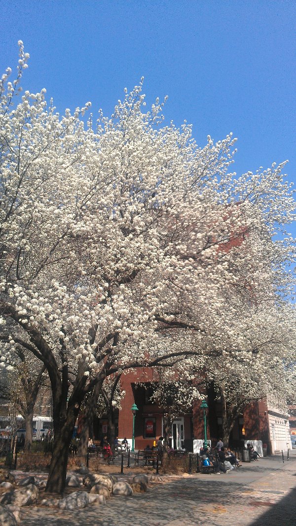 Spring has come to New York