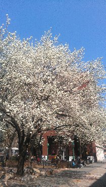 Spring has come to New York (March 2012) Spring has come to New York (March 2012)