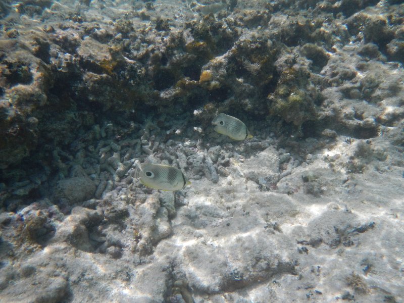 Four Eye Butterflyfish