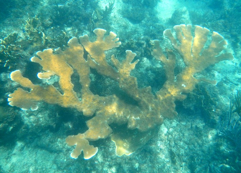 Elkhorn coral