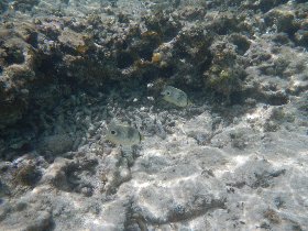 Four Eye Butterflyfish (April 2012) Four Eye Butterflyfish (April 2012)