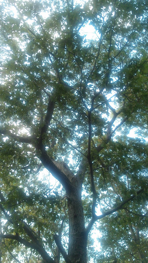 I laid on my backyard and looked up through the trees...