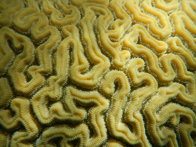Brain coral - I photographed this one 4 years ago. Individual polyps are nicely visible.