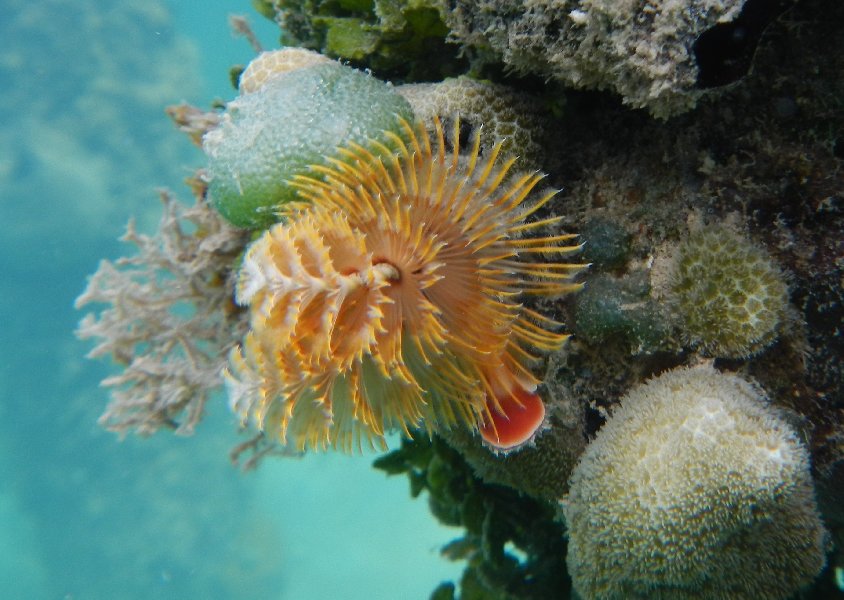 Christmas tree worm