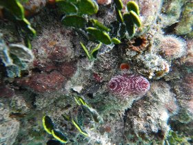 Christmas tree worm (July 2012) Christmas tree worm (July 2012)
