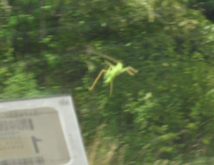 Grasshopper landed on our windshield and...