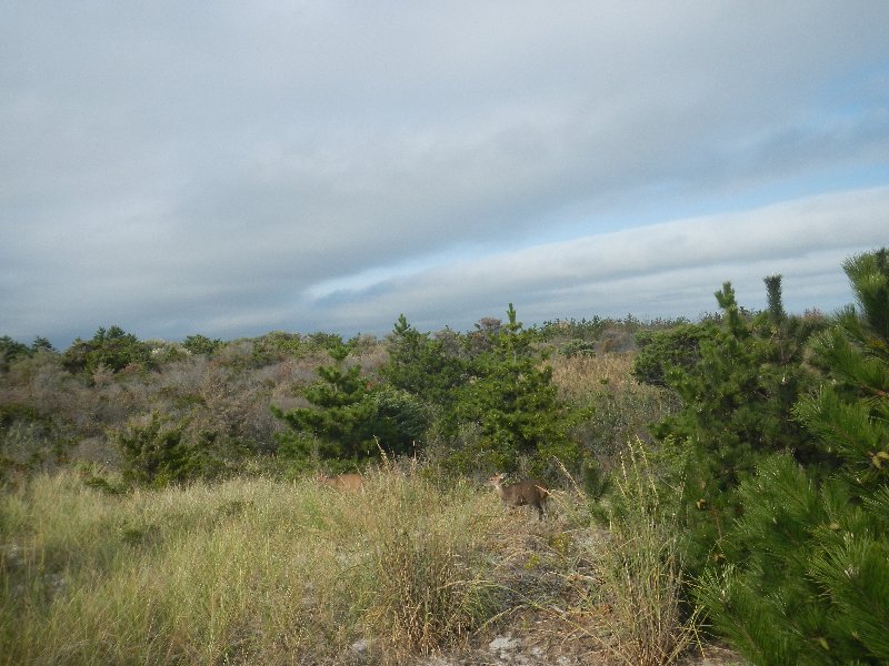 Fire Island Light picture 32091