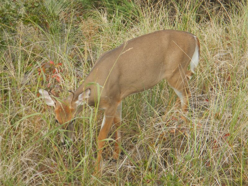 White-tailed deer