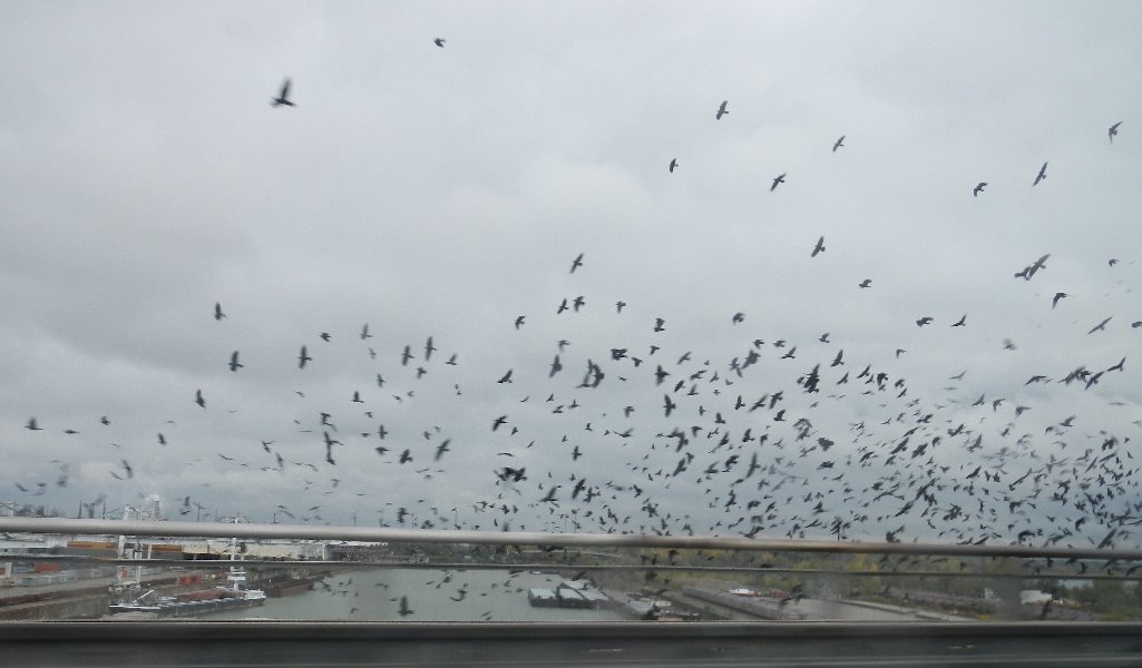 Birds' raid in Bratislava's port