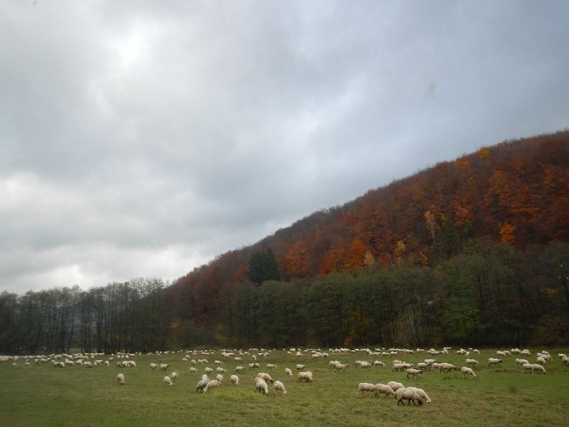 "...na svahoch túlia sa ovčie stáda..."