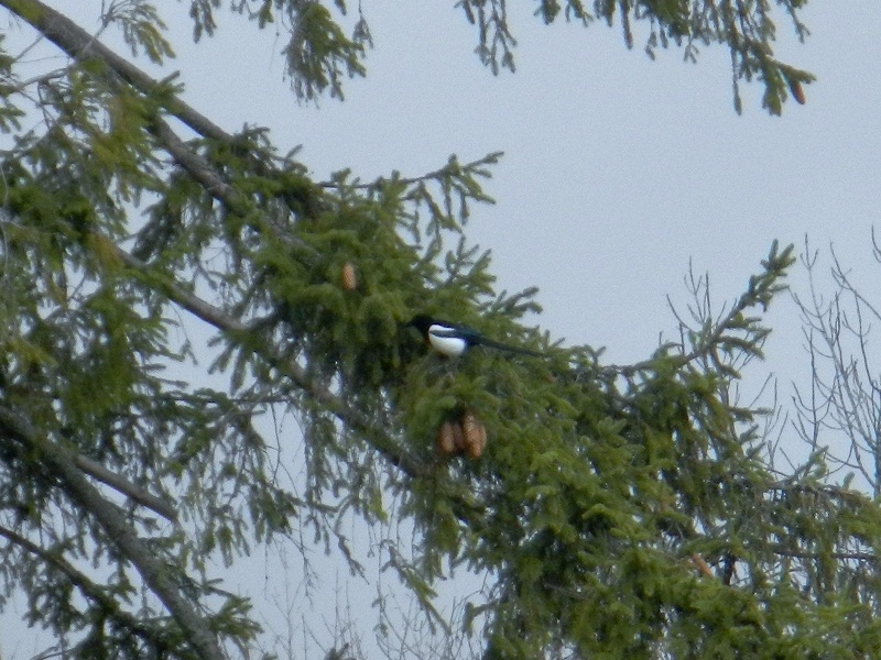 A magpie (November 2012)
