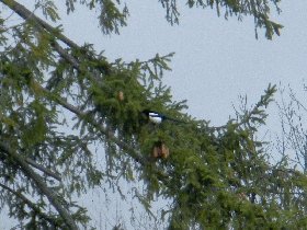 A magpie (November 2012) A magpie (November 2012)