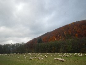 "...na svahoch túlia sa ovčie stáda..." (November 2012) "...na svahoch túlia sa ovčie stáda..." (November 2012)