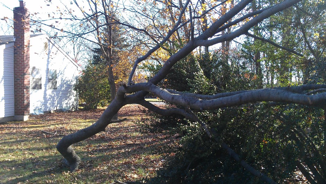 Broken tree branch