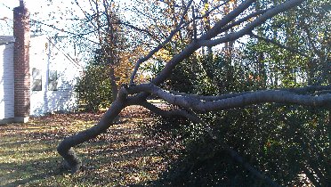 Broken tree branch (November 2012) Broken tree branch (November 2012)