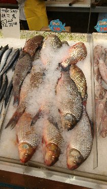 Bought a carp in Chinese market (December 2012) Bought a carp in Chinese market (December 2012)