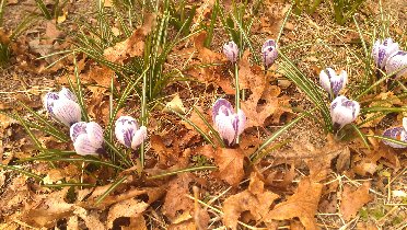 The spring is here (March 2013) The spring is here (March 2013)