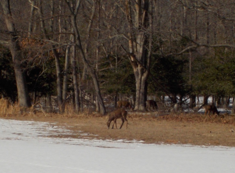 Deers near park entrance