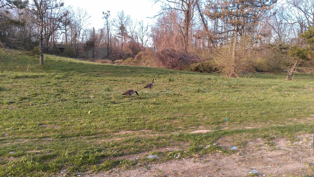 Geese next to highway on the way home...traffic was so "fast" that I could take pictures while driving