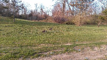 Geese next to highway on the way home...traffic was so "fast" that I could take pictures while driving (April 2013) Geese next to highway on the way home...traffic was so "fast" that I could take pictures while driving (April 2013)