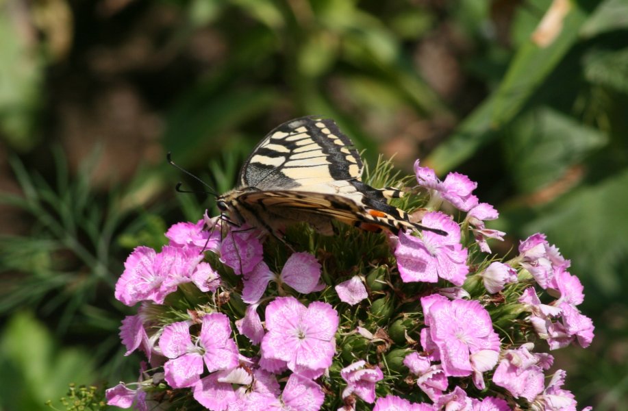 Butterfly picture 33542