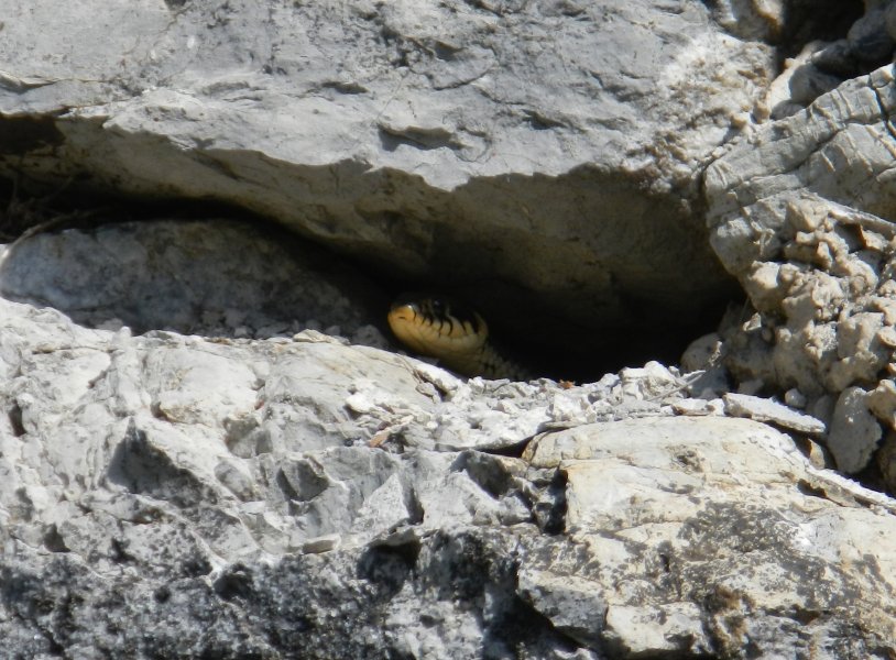 A grass snake