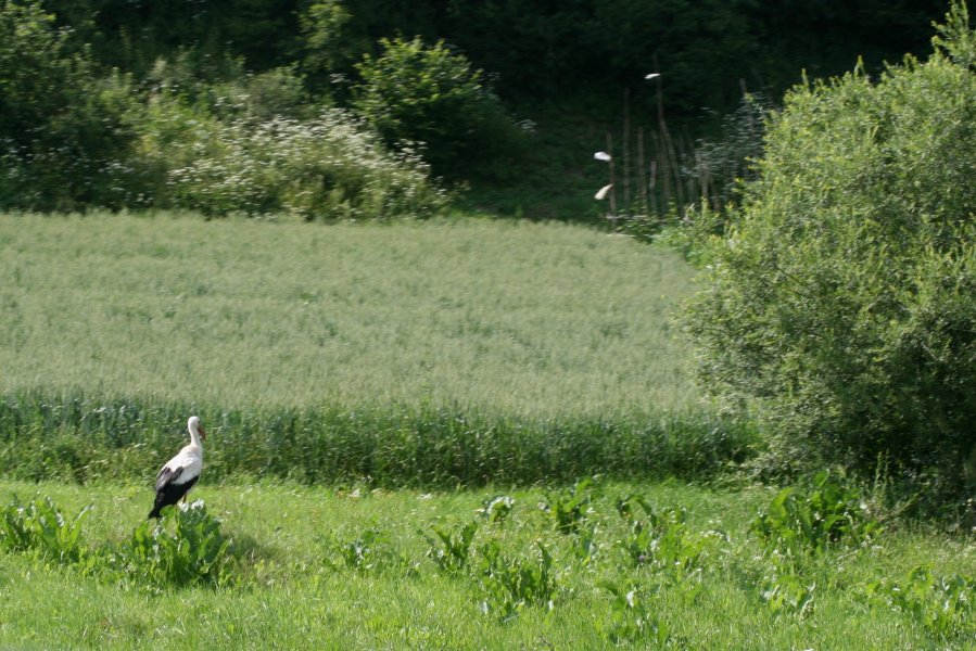 Stork next to the road as we are leaving Slovakia