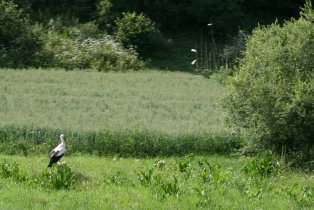Stork next to the road as we are leaving Slovakia (July 2013) Stork next to the road as we are leaving Slovakia (July 2013)