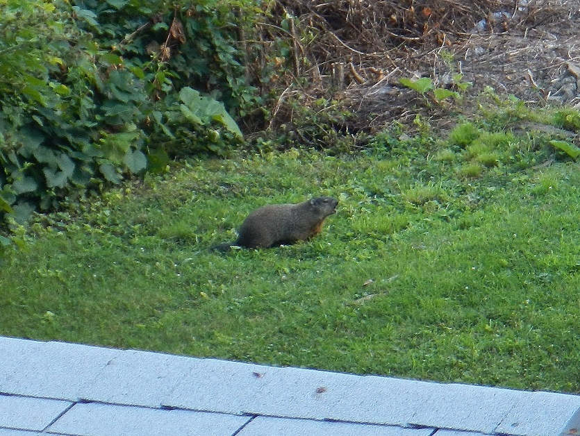 Ga groundhog at a neighbor's backyard