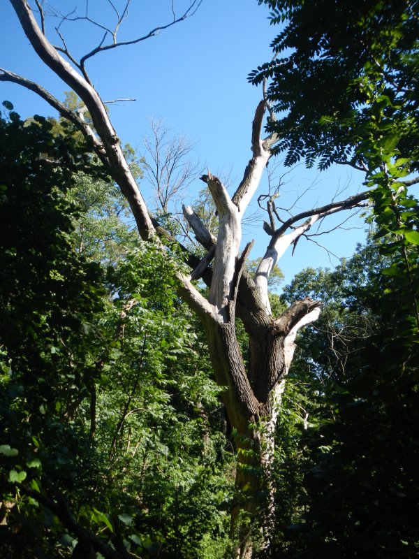 Schenley Park obrzok 33778