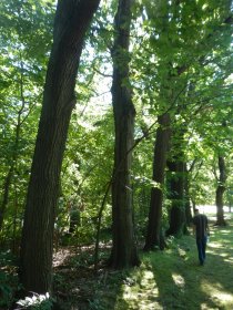 Schenley Park (July 2013) Schenley Park (July 2013)
