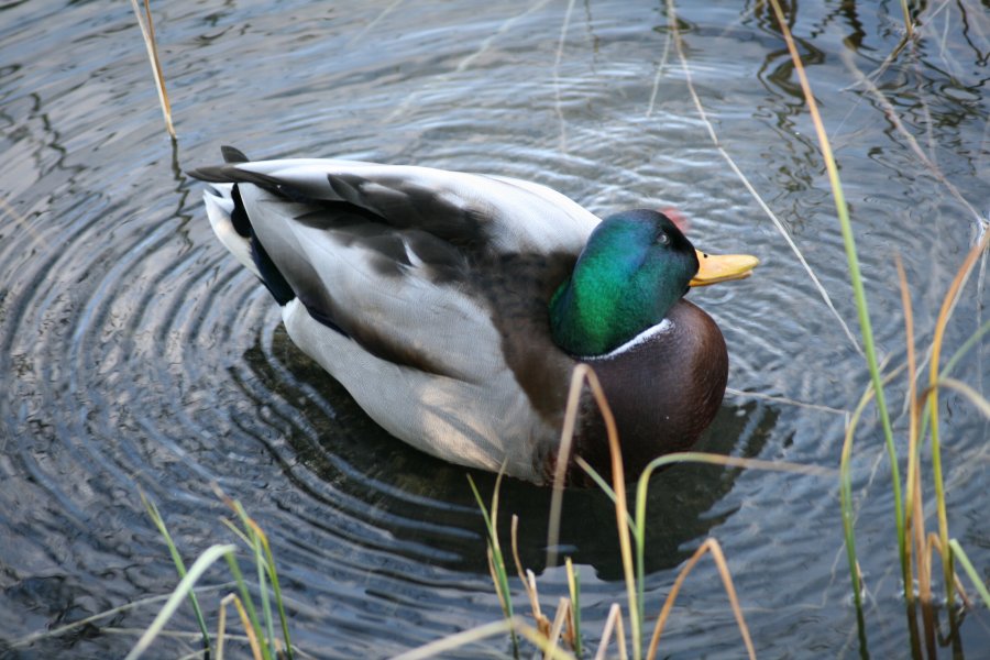 Mallards picture 35797