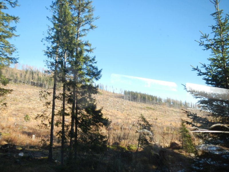 A heavy storm, few years ago, destroyed vast areasforest