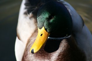 Mallards (October 2013) Mallards (October 2013)