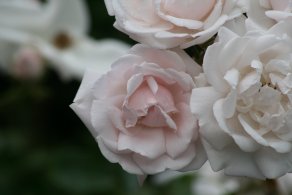 Palace Gardens (June 2014) Palace Gardens (June 2014)