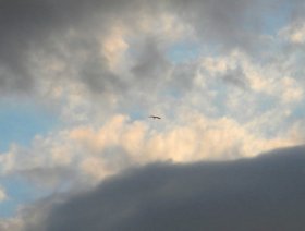 Stork (June 2014) Stork (June 2014)